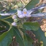 Solanum bonariense Flower