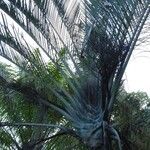 Dypsis decaryi Агульны выгляд