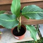 Dieffenbachia oerstedii Hoja