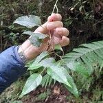 Faujasiopsis flexuosa Hoja