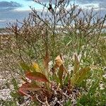 Limonium carolinianum 形態