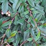 Cotoneaster salicifoliusBlad