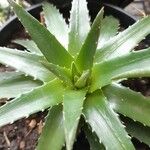 Dyckia brevifolia Лист