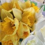 Narcissus × incomparabilis Cvet