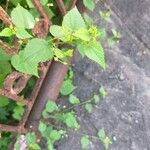 Sida cordata Frunză