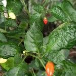 Capsicum annuumFruto