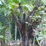 Verschaffeltia splendida Bark