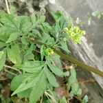 Patrinia scabiosifolia Květ