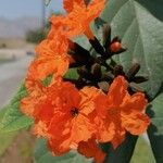 Cordia africana Leaf