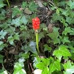 Arum cylindraceum Blomst