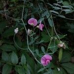 Lathyrus cirrhosus 花