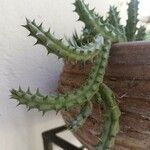 Huernia schneideriana Hostoa