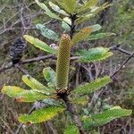 Banksia oblongifolia Blomst