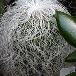 Cephalocereus senilis Blad