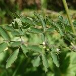 Thalictrum aquilegiifolium Ліст