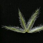 Rostellularia mollissima Leaf