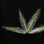 Rostellularia mollissima Blad