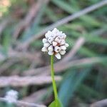 Persicaria sagittata Цвят