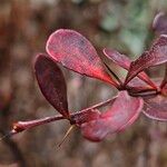 Berberis thunbergii Blad