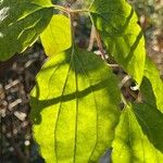 Clematis virginiana Otro