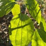 Clematis virginiana Sonstige