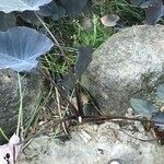 Colocasia esculenta Други