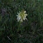 Pedicularis comosa Цветок