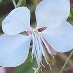 Oenothera gaura Flower