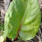 Spinacia oleracea Leaf