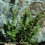 Woodsia alpina Vivejo