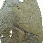 Protium robustum Drugo