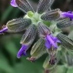 Salvia × sylvestris ফুল