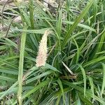 Carex pendula Leaf