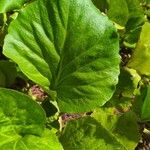 Bergenia crassifoliaBlad