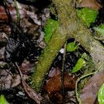 Piper evasum പുറംതൊലി