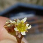 Saxifraga moschata Blodyn