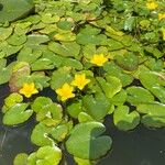 Nymphoides peltata Blomma