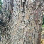 Chrysophyllum cainito Corteza