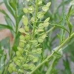 Lepidium virginicum Frucht