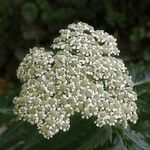 Tanacetum macrophyllum പുഷ്പം