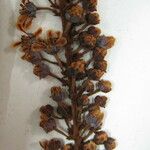 Spachea elegans Inny
