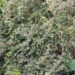 Cotoneaster franchetii অভ্যাস