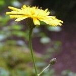 Hieracium lachenalii Floare