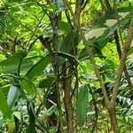 Vanilla planifolia Leaf