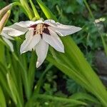 Gladiolus murielae Blomst