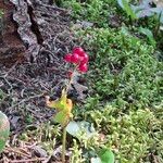 Maianthemum canadenseFruit