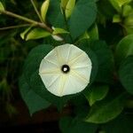 Ipomoea obscura Flower