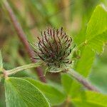 Trifolium medium Fruit