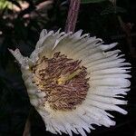 Sloanea magnifolia फूल