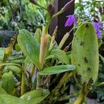 Guarianthe bowringiana Hoja